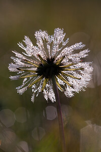   (Asteraceae)  - Pissenlit - Dandelion Ath [Belgique] 13/11/2011 - 20m