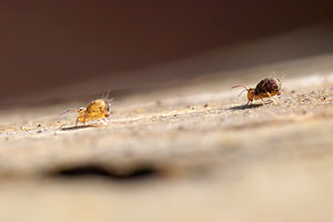 Dicyrtomina ornata (Dicyrtomidae)  Marne [France] 13/01/2012 - 150m