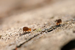 Dicyrtomina ornata (Dicyrtomidae)  Marne [France] 13/01/2012 - 150m