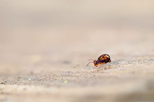 Dicyrtomina ornata (Dicyrtomidae)  Marne [France] 13/01/2012 - 150m