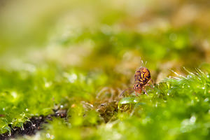 Dicyrtomina ornata (Dicyrtomidae)  Marne [France] 13/01/2012 - 150m