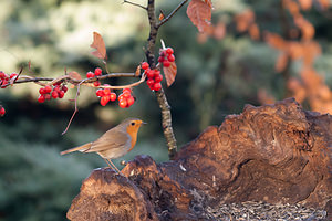 Erithacus rubecula Rougegorge familier European Robin