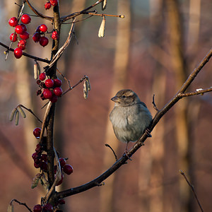 Passer domesticus (Passeridae)  - Moineau domestique - House Sparrow Marne [France] 13/01/2012 - 100m