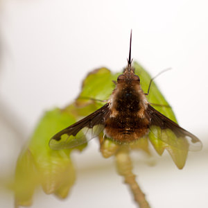 Bombylius major (Bombyliidae)  - Grand bombyle - Bee Fly Pas-de-Calais [France] 31/03/2012 - 20m