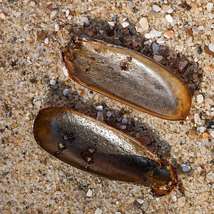 Polyphylla fullo (Scarabaeidae)  - Hanneton foulon, Hanneton des pins - Pine Chafer Nord [France] 27/03/2012