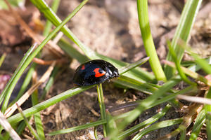 Exochomus quadripustulatus (Coccinellidae)  - Pine Ladybird Nord [France] 08/04/2012 - 40m