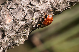 Harmonia quadripunctata (Coccinellidae)  - Coccinelle à quatre points - Four-spot Ladybird [Harmonia quadripunctata] Nord [France] 08/04/2012 - 40m