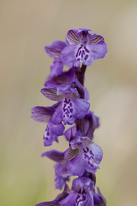 Anacamptis morio (Orchidaceae)  - Anacamptide bouffon, Orchis bouffon Drome [France] 17/05/2012 - 920m