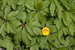 Anemone ranunculoides (Ranunculaceae)  - Anémone fausse renoncule - Yellow Anemone Drome [France] 15/05/2012 - 1450m