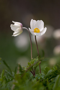 Anemone sylvestris (Ranunculaceae)  - Anémone sylvestre, Anémone sauvage - Snowdrop Anemone Marne [France] 03/05/2012 - 80m