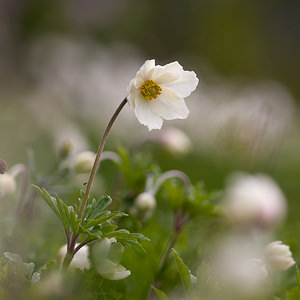 Anemone sylvestris (Ranunculaceae)  - Anémone sylvestre, Anémone sauvage - Snowdrop Anemone Marne [France] 03/05/2012 - 80m