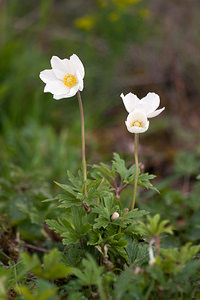 Anemone sylvestris (Ranunculaceae)  - Anémone sylvestre, Anémone sauvage - Snowdrop Anemone Marne [France] 03/05/2012 - 80m