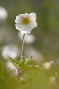 Anemone sylvestris (Ranunculaceae)  - Anémone sylvestre, Anémone sauvage - Snowdrop Anemone Marne [France] 03/05/2012 - 80m