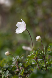 Anemone sylvestris (Ranunculaceae)  - Anémone sylvestre, Anémone sauvage - Snowdrop Anemone Marne [France] 03/05/2012 - 80m