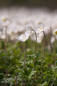 Anemone sylvestris (Ranunculaceae)  - Anémone sylvestre, Anémone sauvage - Snowdrop Anemone Marne [France] 03/05/2012 - 80m