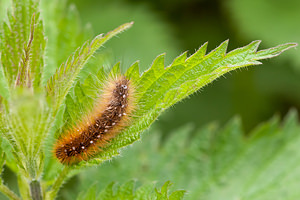 Arctia caja (Erebidae)  - Ecaille Martre, Hérissonne - Garden Tiger Ardennes [France] 01/05/2012 - 200m