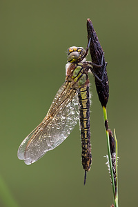 Brachytron pratense (Aeshnidae)  - aeschne printanière - Hairy Dragonfly Ardennes [France] 01/05/2012 - 190m