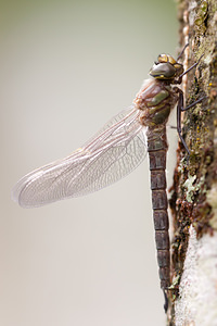 Brachytron pratense (Aeshnidae)  - aeschne printanière - Hairy Dragonfly Ardennes [France] 01/05/2012 - 200m