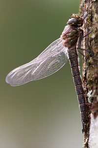 Brachytron pratense (Aeshnidae)  - aeschne printanière - Hairy Dragonfly Ardennes [France] 01/05/2012 - 200m