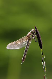 Brachytron pratense (Aeshnidae)  - aeschne printanière - Hairy Dragonfly Ardennes [France] 01/05/2012 - 190m