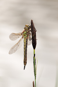 Brachytron pratense (Aeshnidae)  - aeschne printanière - Hairy Dragonfly Ardennes [France] 01/05/2012 - 190m