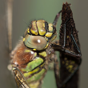 Brachytron pratense (Aeshnidae)  - aeschne printanière - Hairy Dragonfly Ardennes [France] 01/05/2012 - 190m