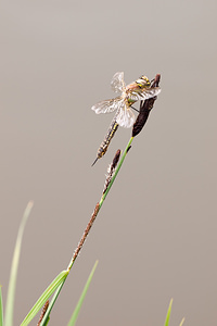 Brachytron pratense (Aeshnidae)  - aeschne printanière - Hairy Dragonfly Ardennes [France] 01/05/2012 - 190m