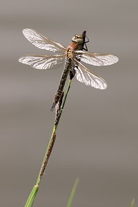 Brachytron pratense (Aeshnidae)  - aeschne printanière - Hairy Dragonfly Ardennes [France] 01/05/2012 - 190m