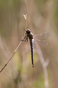 Brachytron pratense (Aeshnidae)  - aeschne printanière - Hairy Dragonfly Ardennes [France] 01/05/2012 - 200m