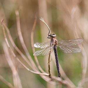 Brachytron pratense (Aeshnidae)  - aeschne printanière - Hairy Dragonfly Ardennes [France] 01/05/2012 - 200m