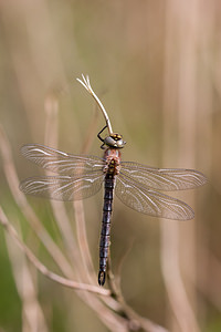 Brachytron pratense (Aeshnidae)  - aeschne printanière - Hairy Dragonfly Ardennes [France] 01/05/2012 - 200m