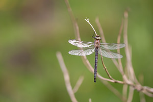 Brachytron pratense (Aeshnidae)  - aeschne printanière - Hairy Dragonfly Ardennes [France] 01/05/2012 - 200m