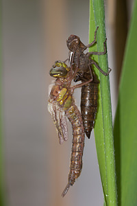 Brachytron pratense (Aeshnidae)  - aeschne printanière - Hairy Dragonfly Marne [France] 05/05/2012 - 190m