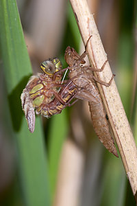 Brachytron pratense (Aeshnidae)  - aeschne printanière - Hairy Dragonfly Marne [France] 05/05/2012 - 190m