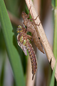 Brachytron pratense (Aeshnidae)  - aeschne printanière - Hairy Dragonfly Marne [France] 05/05/2012 - 190m