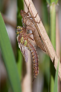 Brachytron pratense (Aeshnidae)  - aeschne printanière - Hairy Dragonfly Marne [France] 05/05/2012 - 190m