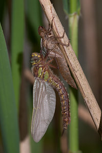 Brachytron pratense (Aeshnidae)  - aeschne printanière - Hairy Dragonfly Marne [France] 05/05/2012 - 190m