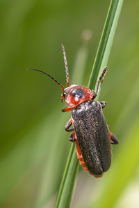 Cantharis rustica (Cantharidae)  - Téléphore de campagne, Cantharide rustique Drome [France] 18/05/2012 - 920m