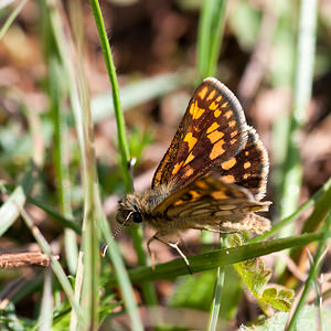 Carterocephalus palaemon (Hesperiidae)  - Hespérie du Brome, Échiquier, Palémon, Petit Pan - Chequered Skipper Cote-d'Or [France] 10/05/2012 - 470m