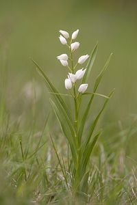 Cephalanthera longifolia (Orchidaceae)  - Céphalanthère à feuilles longues, Céphalanthère à longues feuilles, Céphalanthère à feuilles en épée - Narrow-leaved Helleborine Drome [France] 16/05/2012 - 720m