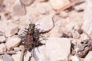 Cicindela maroccana (Carabidae)  Drome [France] 13/05/2012 - 600m