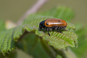 Clytra quadripunctata (Chrysomelidae)  - Clytre à petites taches Drome [France] 18/05/2012 - 920m