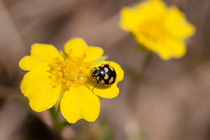 Coccinula quatuordecimpustulata (Coccinellidae)  Cote-d'Or [France] 10/05/2012 - 570m