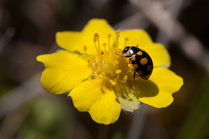 Coccinula quatuordecimpustulata (Coccinellidae)  Cote-d'Or [France] 10/05/2012 - 570m