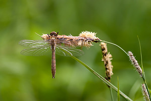 Cordulia aenea (Corduliidae)  - Cordulie bronzée - Downy Emerald Meuse [France] 07/05/2012 - 190m