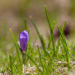 Crocus vernus (Iridaceae)  - Crocus de printemps, Crocus printanier, Crocus blanc - Spring Crocus Drome [France] 15/05/2012 - 1450m