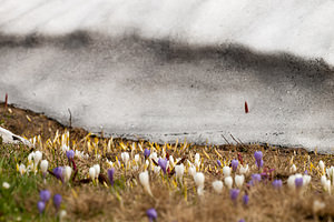 Crocus vernus (Iridaceae)  - Crocus de printemps, Crocus printanier, Crocus blanc - Spring Crocus Drome [France] 15/05/2012 - 1460m