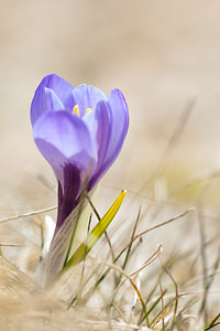 Crocus vernus (Iridaceae)  - Crocus de printemps, Crocus printanier, Crocus blanc - Spring Crocus Drome [France] 15/05/2012 - 1500m