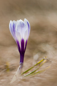 Crocus vernus (Iridaceae)  - Crocus de printemps, Crocus printanier, Crocus blanc - Spring Crocus Drome [France] 15/05/2012 - 1500m