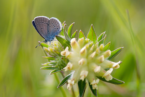 Cupido minimus (Lycaenidae)  - Argus frêle, Lycène naine - Small Blue Drome [France] 18/05/2012 - 920m